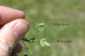 Attēlu rezultāti vaicājumam “Medicago lupulina bud”