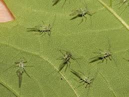 Attēlu rezultāti vaicājumam “Drepanosiphum platanoidis exuvia”