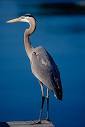 great blue heron