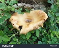 Attēlu rezultāti vaicājumam “Polyporus melanopus”