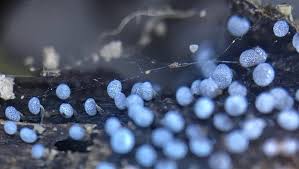 Attēlu rezultāti vaicājumam “Didymium sp.”