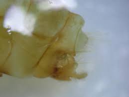 Attēlu rezultāti vaicājumam “Oecetis ochracea”