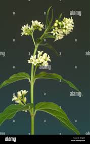 Attēlu rezultāti vaicājumam “Vincetoxicum hirundinaria leaf”