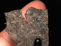 Attēlu rezultāti vaicājumam “Craterium aureum spores”