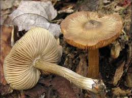 Attēlu rezultāti vaicājumam “Entoloma vernum”