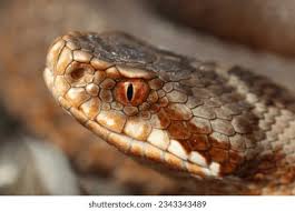 Attēlu rezultāti vaicājumam “Vipera berus”