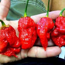 Afbeeldingsresultaat voor 7 pot hot pepper