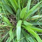 Attēlu rezultāti vaicājumam “Scorzonera humilis leaf”