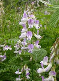 Attēlu rezultāti vaicājumam “Vicia sylvatica flower”