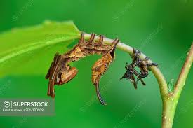 Attēlu rezultāti vaicājumam “Stauropus fagi”