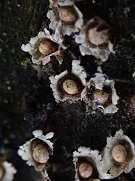 Attēlu rezultāti vaicājumam “Diderma deplanatum”