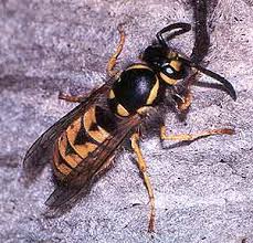 Attēlu rezultāti vaicājumam “Vespidae”
