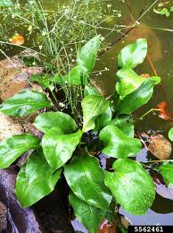 Attēlu rezultāti vaicājumam “Alisma plantago-aquatica”