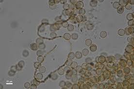 Attēlu rezultāti vaicājumam “Physarum bryomacrocarpum sessile”