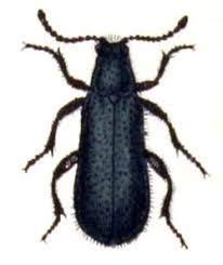 Attēlu rezultāti vaicājumam “Dasytes caeruleus imago”