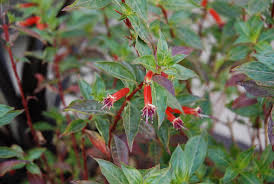 Image result for Cuphea ignea