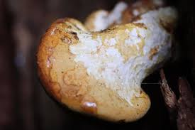 Attēlu rezultāti vaicājumam “Buglossoporus quercinus”