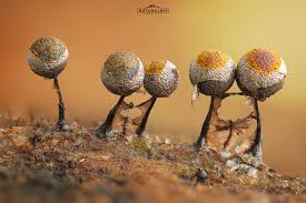 Attēlu rezultāti vaicājumam “Collaria arcyrionema young”