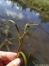 Attēlu rezultāti vaicājumam “Sparganium minimum”