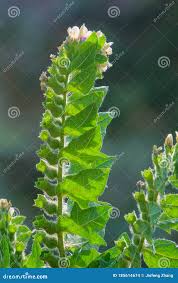 Attēlu rezultāti vaicājumam “Hyoscyamus niger fruit”