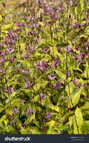 Image result for Tricyrtis `Black Beauty`