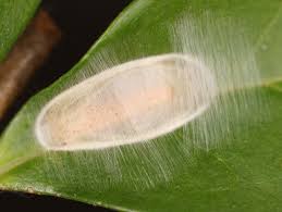 Attēlu rezultāti vaicājumam “Gracillaria syringella imago”