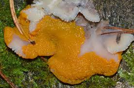 Attēlu rezultāti vaicājumam “Lycogala sphaeroconicum macro”