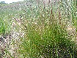 Attēlu rezultāti vaicājumam “Molinia caerulea”