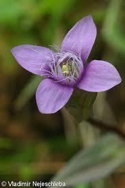 Attēlu rezultāti vaicājumam “Gentianella campestris”
