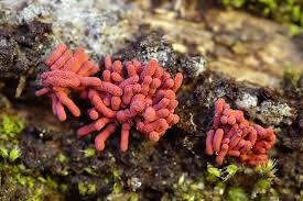 Attēlu rezultāti vaicājumam “Arcyria affinis”