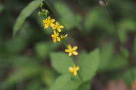 Attēlu rezultāti vaicājumam “Agrimonia pilosa bud”