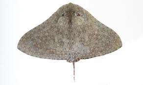 Image result for Gymnura altavela