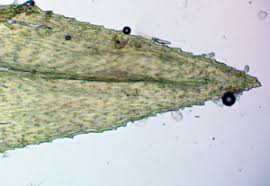 Attēlu rezultāti vaicājumam “Eurhynchiastrum pulchellum macro”