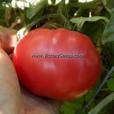 Afbeeldingsresultaat voor mortgage lifter bicolor strain tomato