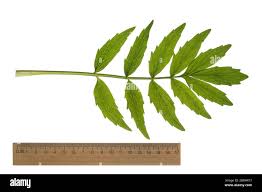 Attēlu rezultāti vaicājumam “Valeriana officinalis leaf”