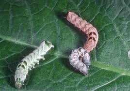 Attēlu rezultāti vaicājumam “Melanchra persicariae larva”