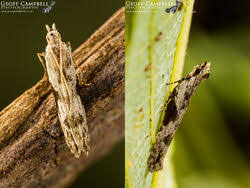 Attēlu rezultāti vaicājumam “Hypatima rhomboidella”