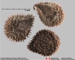 Attēlu rezultāti vaicājumam “Cynoglossum officinale fruit”