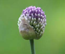 Attēlu rezultāti vaicājumam “Allium holandicum bud”