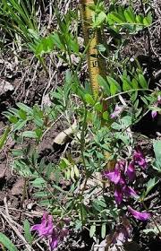 Attēlu rezultāti vaicājumam “Vicia”