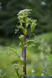 Image result for Angelica silvestris