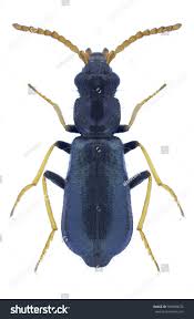 Attēlu rezultāti vaicājumam “Malachidae”