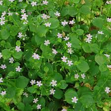 Attēlu rezultāti vaicājumam “Claytonia sibirica flower”