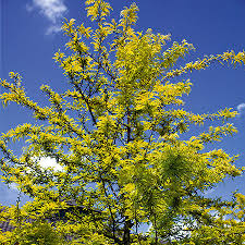 Attēlu rezultāti vaicājumam “Gleditsia triacanthos flower”