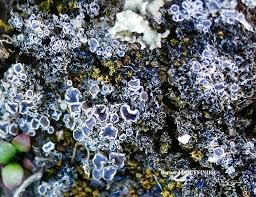 Attēlu rezultāti vaicājumam “Lycogala irregulare sessile”