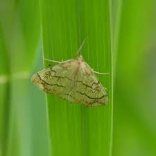 Attēlu rezultāti vaicājumam “Evergestis pallidata”