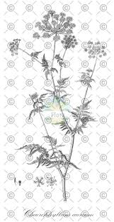 Attēlu rezultāti vaicājumam “Chaerophyllum aromaticum fruit”