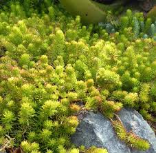 Attēlu rezultāti vaicājumam “Sedum rupestre”