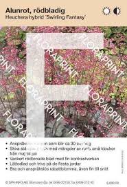 Image result for Heuchera `Swirling Fantasy`