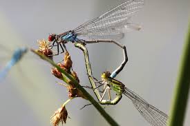 Attēlu rezultāti vaicājumam “Erythromma najas”